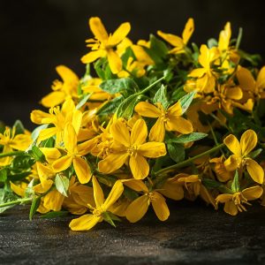 St. John’s wort (Hypericum perforatum)