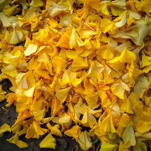 Marigold / Calendula